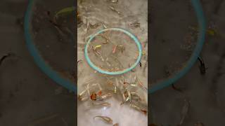 Fish eat mix plate food 🌺 music fish aquarium guppy fishtank diy fishing fishaquarium [upl. by Herv177]