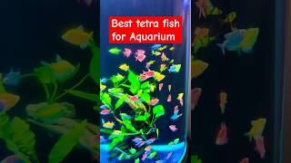 Best Tetra Fish For Aquarium shorts short viralvideo [upl. by Tirrag23]