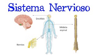 🧠 ¿Qué es el Sistema Nervioso 🧠 Fácil y Rápido  BIOLOGÍA [upl. by Reddy]