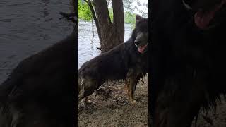 Big Beautiful Shepherd at Dog Park Beach [upl. by Derna]