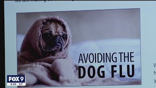 Canine flu concerns in Minnesota [upl. by Htrow]