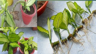 Dieffenbachia plants propagate from cuttinghow to propagate dieffenbachia plant [upl. by Kentiggerma]