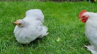 Pekin Bantams Bantam Chickens Lavender Pekin Bantams [upl. by Au970]