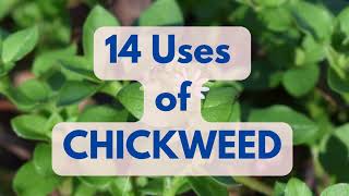 14 USES OF CHICKWEED  including Skin Health amp Weightloss DR SEBI APPROVED [upl. by Corrina221]