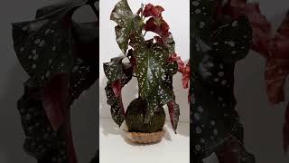 Begonia Maculata plants garden green begonia [upl. by Lesly]