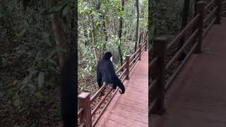 Gibbon running faster  Cute animals video [upl. by Griz569]