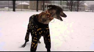 Greyhound in Pajamas Playing in Snow [upl. by Tullusus]