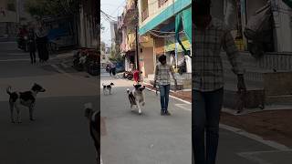 DOG LOVER WHATSAPP STATUS shorts shortvideo [upl. by Miltie976]