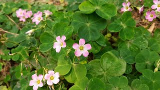 Wood Sorrel flowersOxalis articulatapink sorrelwindowbox wood sorrelChari amilosourgrassNetho [upl. by Llekcor]