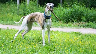 Amazing Tricks You Can Teach Your Whippet [upl. by Wallie31]