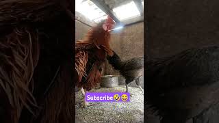 Nighty🤣😂 subscribe please ❤️ funnychicken funnyvideo kozhikoothugal funny comedy birds [upl. by Haleemaj557]