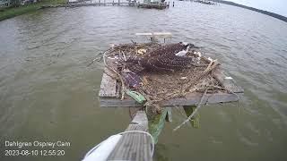 Dahlgren Osprey Cam Live Stream [upl. by Tommy]