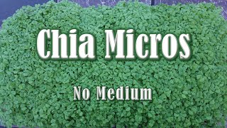 Chia Microgreens Grown Without Medium Soil Coco or Peat [upl. by Edelman]