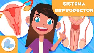 SISTEMA REPRODUCTOR FEMENINO y MASCULINO 👧👦 Ciencias para niños [upl. by Aleak]