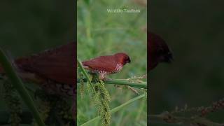 Scalybreasted Munia [upl. by Eiboj]