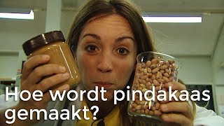 Hoe wordt pindakaas gemaakt  Het Klokhuis [upl. by Travers301]