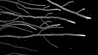 Neurospora crassa mycelium growth 03 horizontal [upl. by Ibrahim]