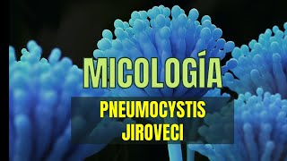 PNEUMOCYSTIS JIROVECI  CARINII  Tema 13  Micología Microbacter [upl. by Ellehcin]