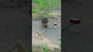 Creative DIY techniques for building quail trap shortvideo ytshorts birds [upl. by Anada]