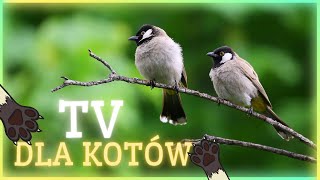 Gra dla kotów  Tv dla kotów  Wideo z ptakami dla kotów do oglądania 🐾📺😻 [upl. by Eynaffit]