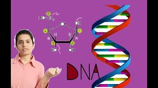 Structure of DNA part 1  Deoxy ribose sugar  Phosphate group  Base pairs [upl. by Ailongam]