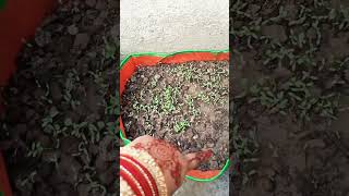 Kasuri methi germinationkitchen gardengardening 🏡🌱🌱🌱 [upl. by Elfreda]