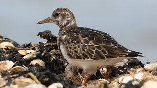 Ruddy Turnstone Feeding Techniques [upl. by Rose]