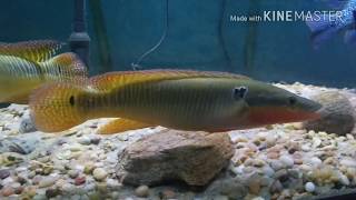 Crenicichla zebrinaHoly Grail of Pike Cichlids [upl. by Ferriter]