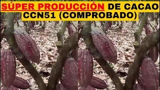 CACAO SÚPER PRODUCCIÓN DE CACAO CCN51💰 MÉTODO COMPROBADO [upl. by Yuma]