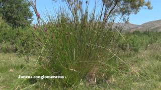 Juncus conglomeratus [upl. by Nednil]