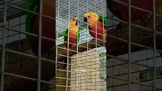 Jenday conure playing time jendayconureaviary birdspalakkad [upl. by Thistle]