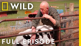 A Day at the County Fair with Dr Pol Full Episode  The Incredible Dr Pol [upl. by Columbine]