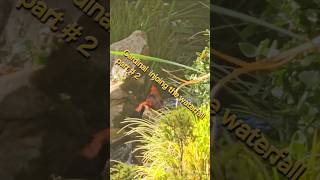 Nature Cardinal injoing the waterfall part  2 Ram Sorat Giberson gardening [upl. by Longwood924]