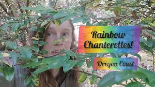 quotRainbow Chanterellesquot  summer chanterelles Oregon coast [upl. by Sivel]