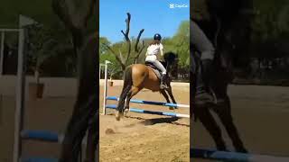 Ein erfolg reiches tornier 3ter in 60cm horse horsetraining equestrian showjumping pony [upl. by Nika]