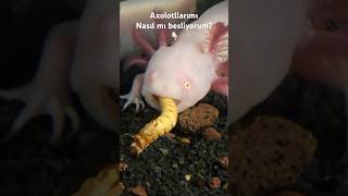 😳😧😳axolotl funny hayvanlar akvaryum aquarius animal aquarium fyp [upl. by Dolhenty148]