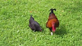 Coq Marans féconde ses poules  Rooster Marans fertilized his chickens [upl. by Bonita]