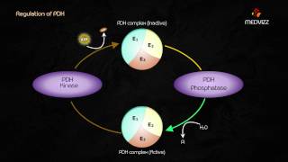 Pyruvate Dehydrogenase Complex  Dr G Bhanu prakash  Biochemistry Highyield Usmle step 1 lecture [upl. by Veta22]