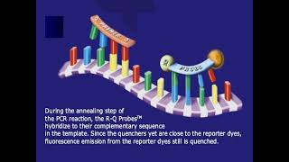 REALTime PCR PPT [upl. by Conah]