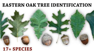 Oak Tree amp Acorn Identification for Deer Hunters [upl. by Octavus]