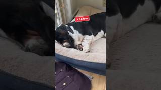 🐶🥰YIPI YIPIYAPA YAPA⚡️⚡️  Miaus y Guaus 🐶😸 ¡SÍGUENOS perros dogs shorts funny [upl. by Poyssick]