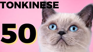 50 interesting facts about Tonkinese cat  Tonkinese Everything you need to know [upl. by Casilda]