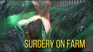 Surgery On Farm LDA [upl. by Annotahs817]