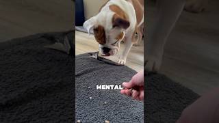 Mental stimulation for a dog englishbulldog pets dogshorts [upl. by Naujtna]