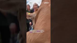 Queen Camilla in hysterics after frisky cows mount each other during royal visit  yahooaustralia [upl. by Ninahs]