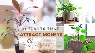 11 Plants that Attract Money amp Bring Fortune to Home [upl. by Neleh]