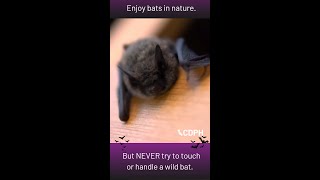 Bats Did You Know [upl. by Arval]