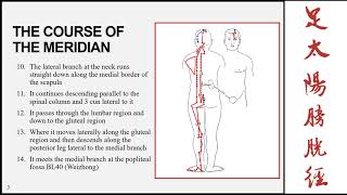 The bladder meridian of the foot taiyang part 1 [upl. by Egroeg]