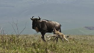 Wildebeest Built to Survive [upl. by Kris]