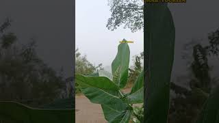 ajodhyapahar ayodhyahills purulia nature tourism [upl. by Haididej]